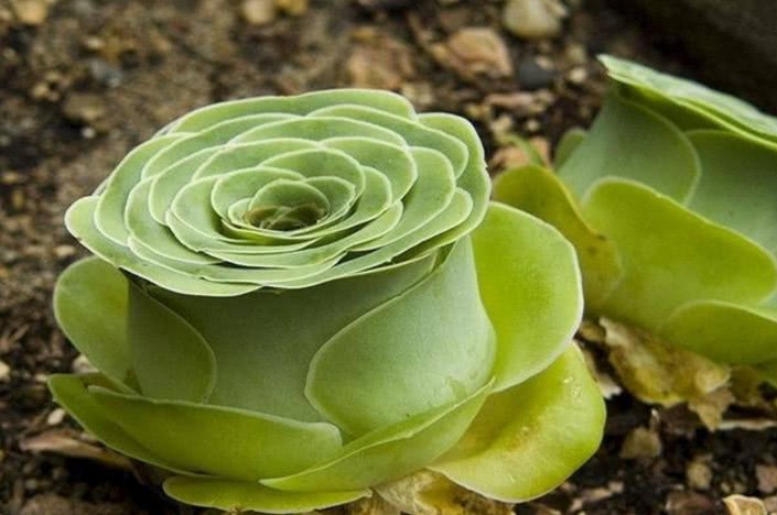 These 15 species of succulent plants claim to never wither, and the last two species are purely hot.