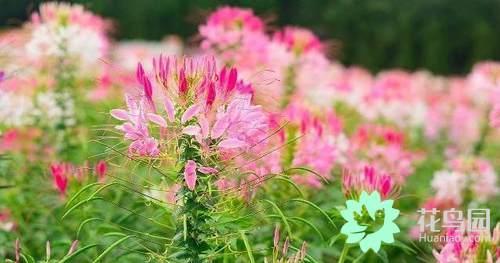 The drunken butterfly flower of summer night suitable for potted culture