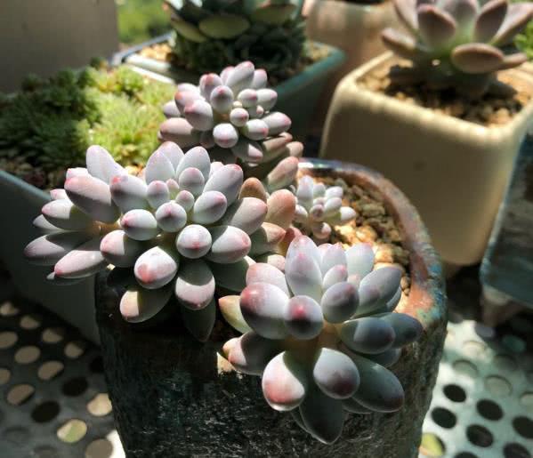 When watering succulent plants at home, add this leaf to change color effectively.