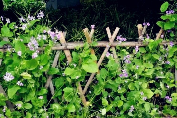 When flowers meet a bamboo fence, I wish time would come to a standstill