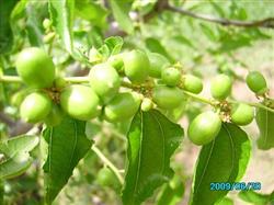 How to improve the fruit setting rate of winter jujube?