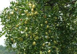 How to manage winter jujube trees in July?