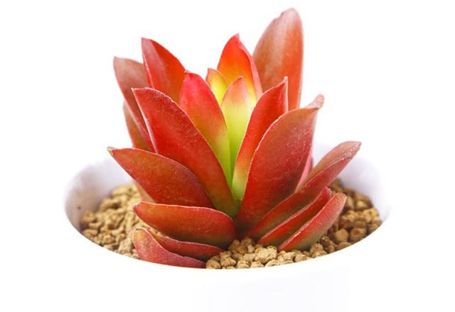 How many kinds of succulent plants do you have?