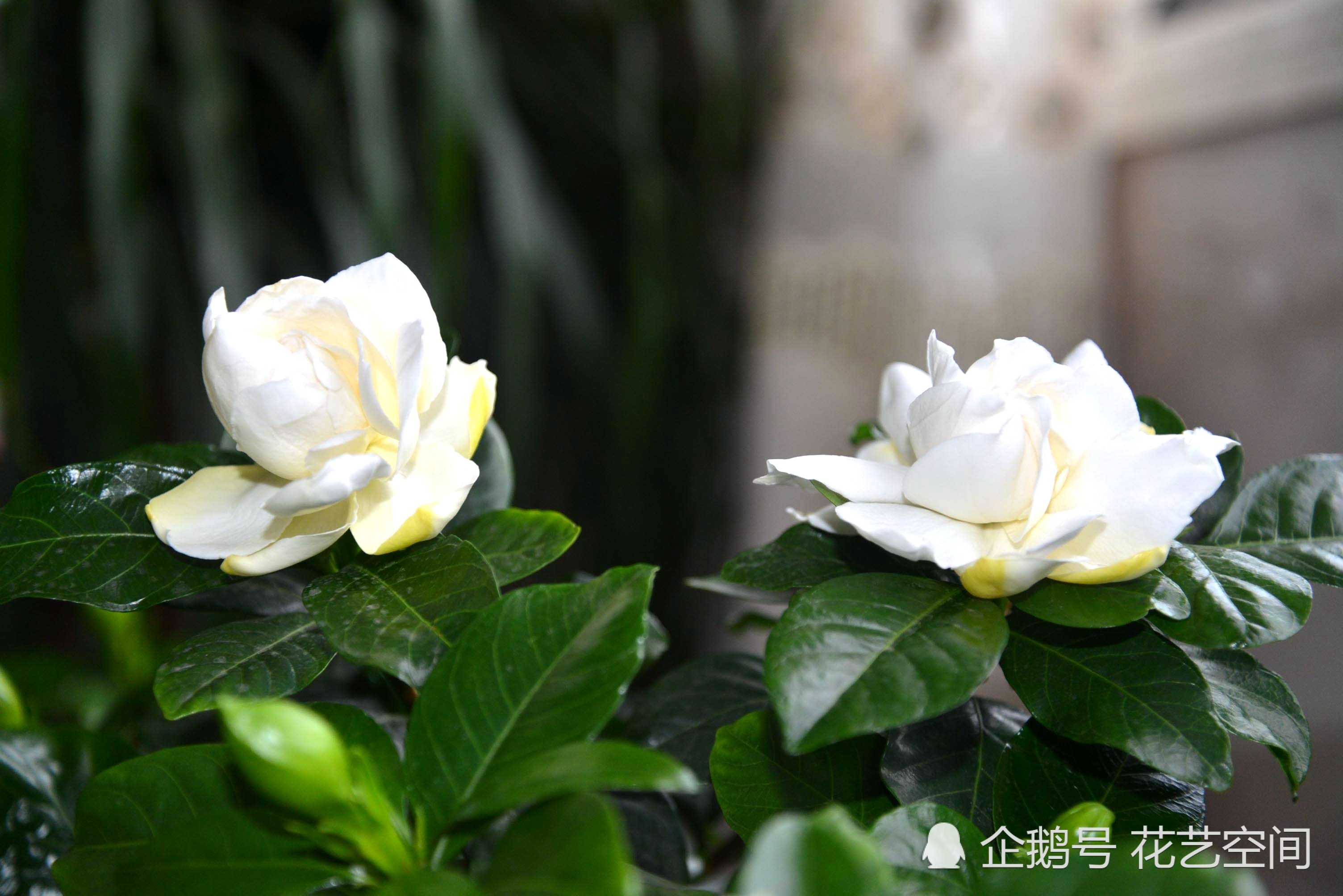 Do a good job in these three points to solve the problem of yellow leaves of gardenia flowers, the longer the longer, the more explosive the pot.