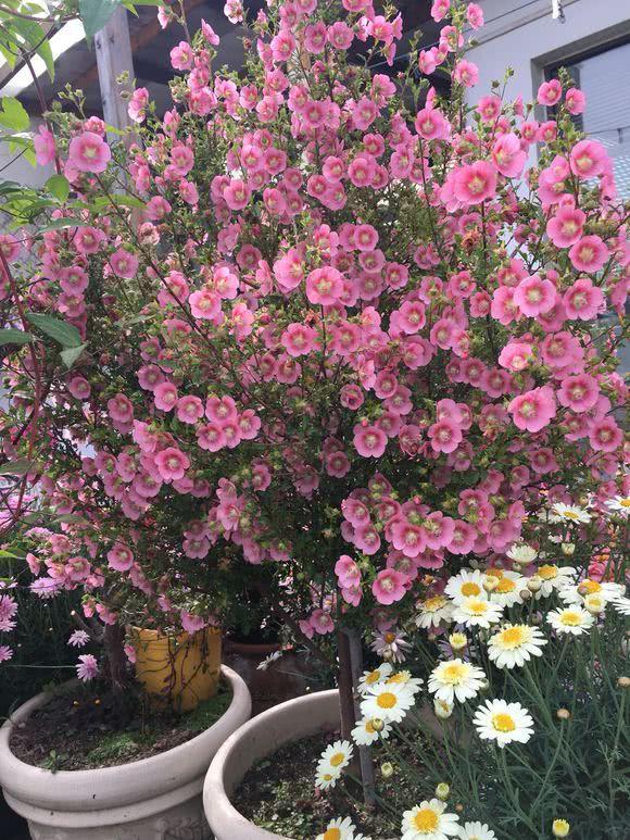 Small hibiscus is easy to raise. Pay a little attention to a few maintenance points. It is not a problem to order a balcony to burst into a sea of flowers.