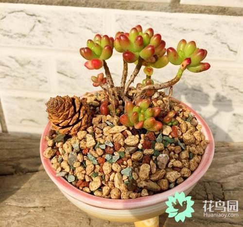 How to turn your succulent plant into a small old pile?