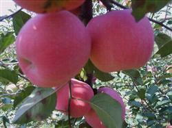 What is the apple tree blossom?