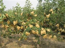 What should I pay attention to when bagging crisp pears?