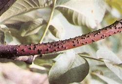 What is walnut branch blight?