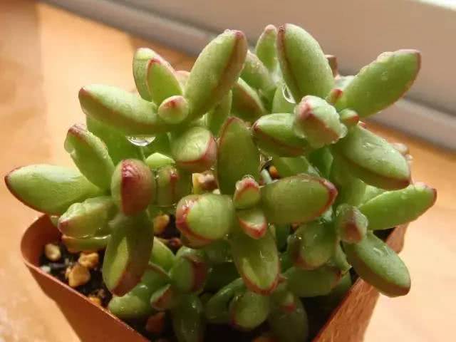 Don't ask succulent plants to water once a few days. Just pay attention to these details.