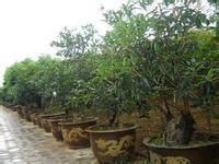 On the Landscape Art of Osmanthus fragrans