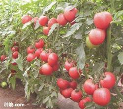 How to grow tomatoes in open field