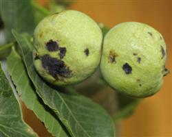 What's the secret of walnut diseases and insect pests?