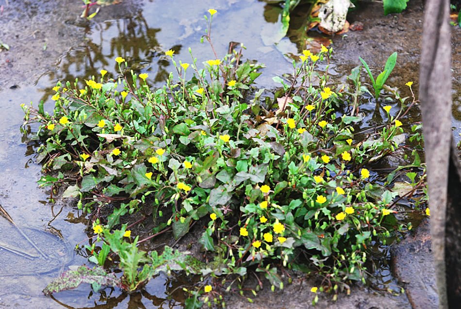 A kind of evil grass in the rice field 30 years ago, farmers dug it up and ate it. Now it costs 8 yuan a jin.