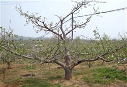 How to cut red Fuji apple trees in winter?