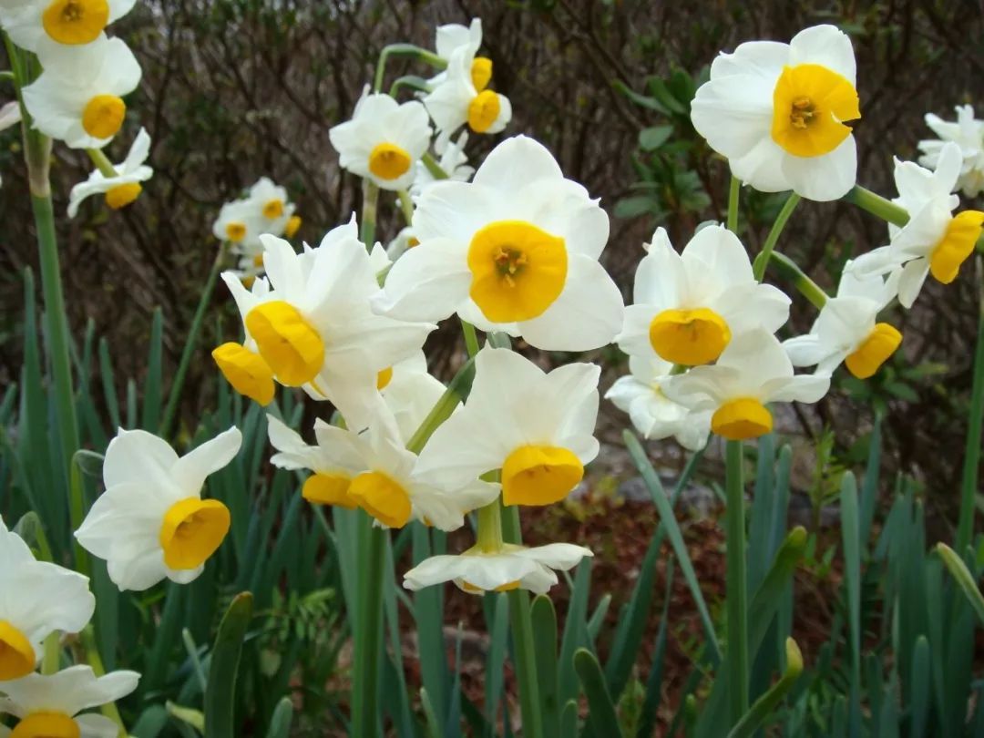 Why do my daffodils never blossom indoors every year? what do you need to pay attention to?