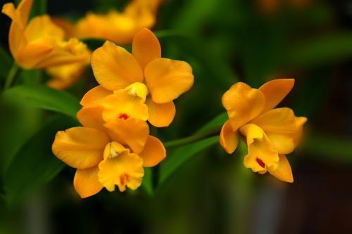 What are the international well-known orchid Cartland's delicate and varied maintenance methods?