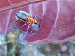 How to control the weevil disease of mango