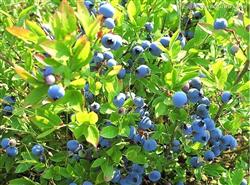 What do you need to pay attention to when cultivating blueberries?