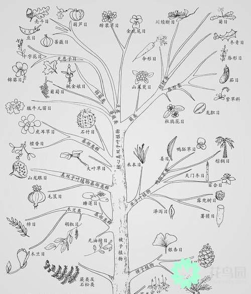 Plant Evolutionary Tree: plant Genealogy for hundreds of millions of years