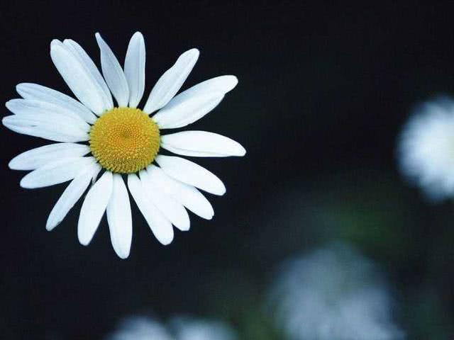 Do you know the way for chrysanthemums not to blossom for a long time?