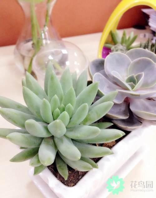 How to raise succulent plants this summer?