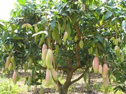 How to manage the mango orchard?