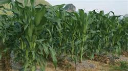 Four determination of fertilization for High yield of Spring Maize