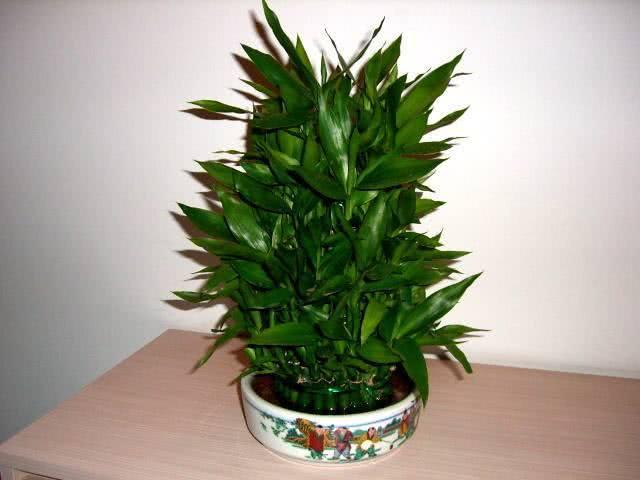 Rich bamboo can only be cultivated in water? It's nice to make bonsai by mistake.