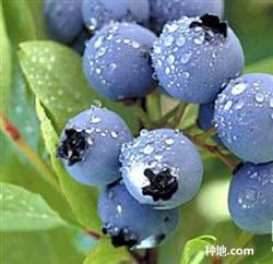 What fertilizer should blueberries use?