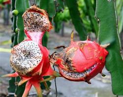 How to manage the planting of dragon fruit