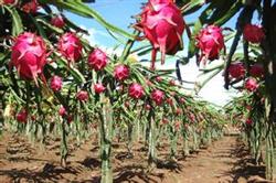 How to cultivate dragon fruit with high yield