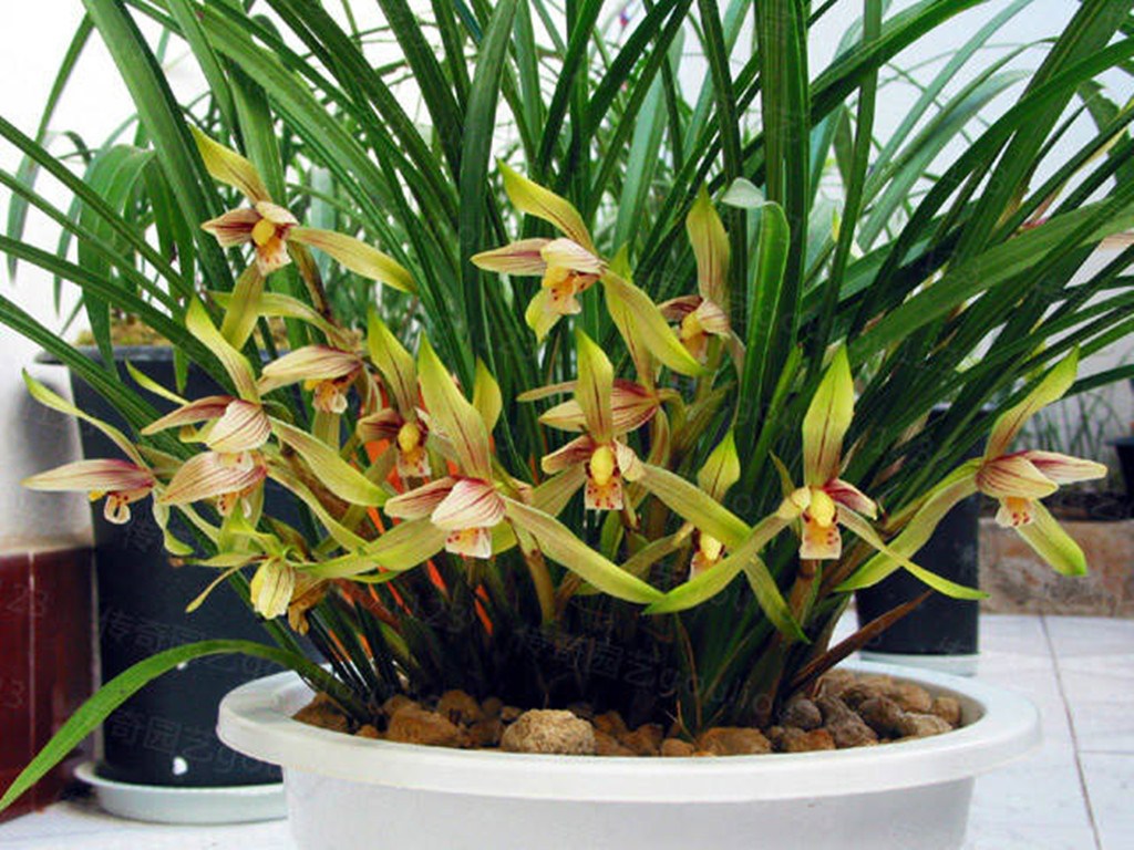 Use these three kinds of fertile water to raise orchids, water and fertilize the money saved in one step to buy pots and wait for separation.