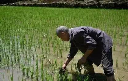 After the ambush, it is hot for people to prevent summer heat and rice to prevent heat and cool down.