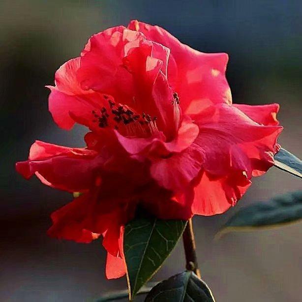 Winter Flowers and Summer cultivation: brief Management of Camellia in Summer