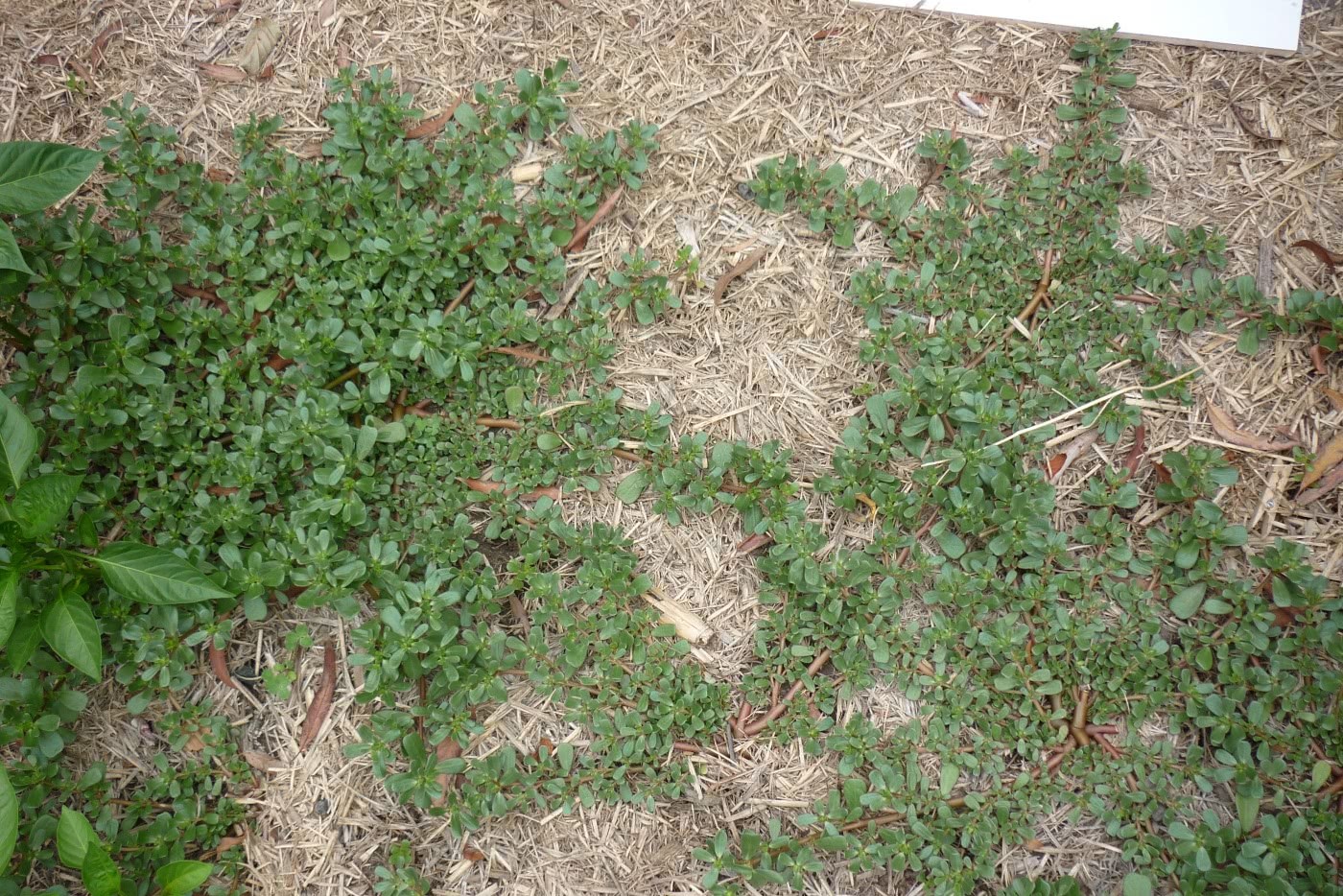 It is known as the first of the six amaranth, but it has been reduced to a wild vegetable in the field because it is difficult to eradicate.