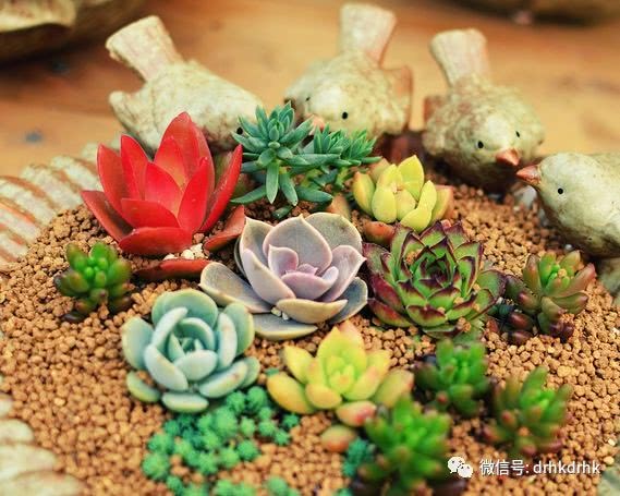 The terminology of succulent plants should be professional.