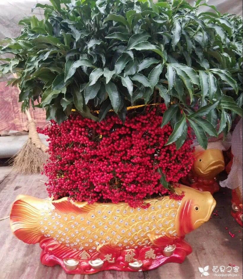 Flower and plant wealth and fruit culture, which symbolizes wealth and luck, learn to hang the fruit all the year round.