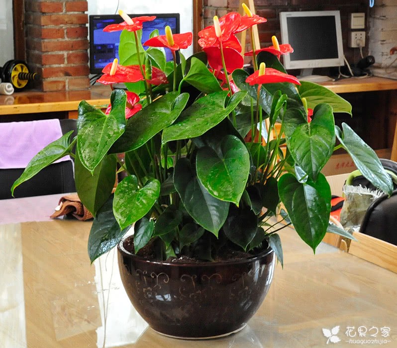 How to raise Anthurium andraeanum? Culture methods and matters needing attention of Anthurium andraeanum