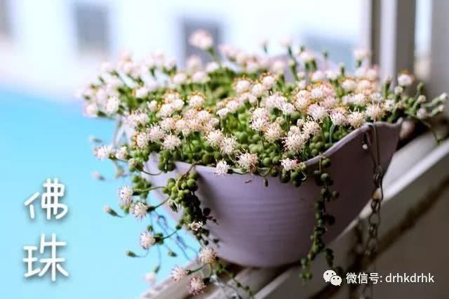 How beautiful the flowering of succulent plants is to share with you.