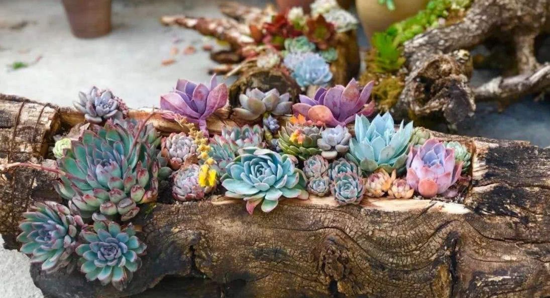 Beautiful when succulent plants meet dead wood flowerpots, small fresh meat is more delicate and beautiful dead wood meets the second spring.