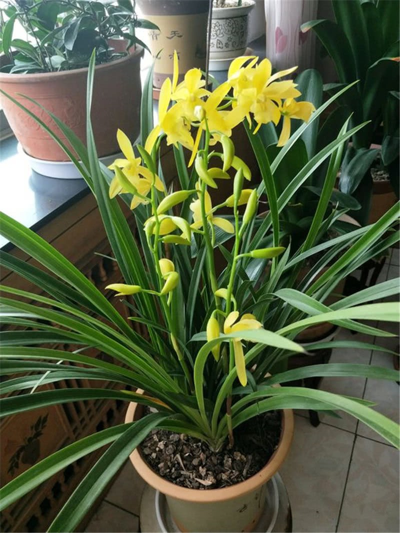 Is it easy to die raising orchids in summer? Learn 2 strokes, Lan Ye, call long.