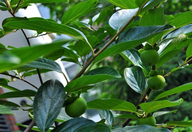 The farmers' courtyard is full of melons, fruits and vegetables, and Tuhao envies them.