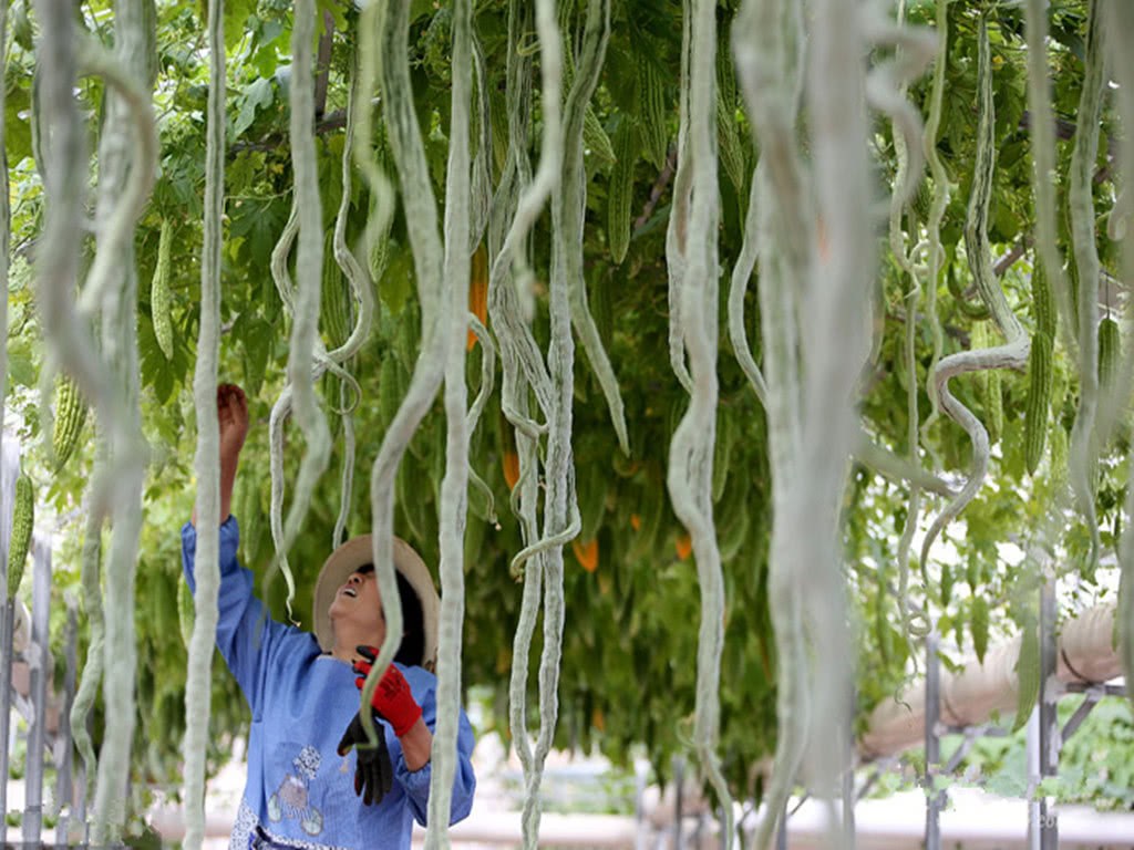 The vegetable grown by my aunt is 2 meters long. The whole family can't finish two meals. The neighbors all join the party.