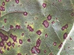 Control of sunflower brown spot