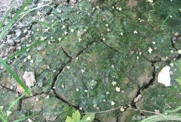 Green moss grows on the vegetable shed? Be careful that a year's work is done for nothing.