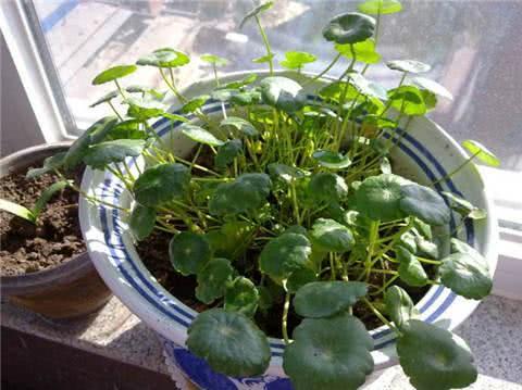 The dry leaves of Codonopsis lanceolata teach you 4 tricks that the leaves are green and burst into the pot.