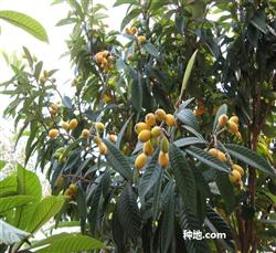 How to fertilize loquat scientifically