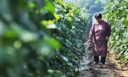 Vegetable farmers give medicine to the vegetable garden in the afternoon and someone comes to steal vegetables and get poisoned at night.