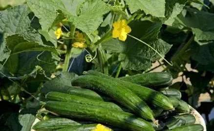 Large space and reasonable interplanting of cucumber in the field can produce high yield and grow the wrong vegetables, but we will lose both sides.